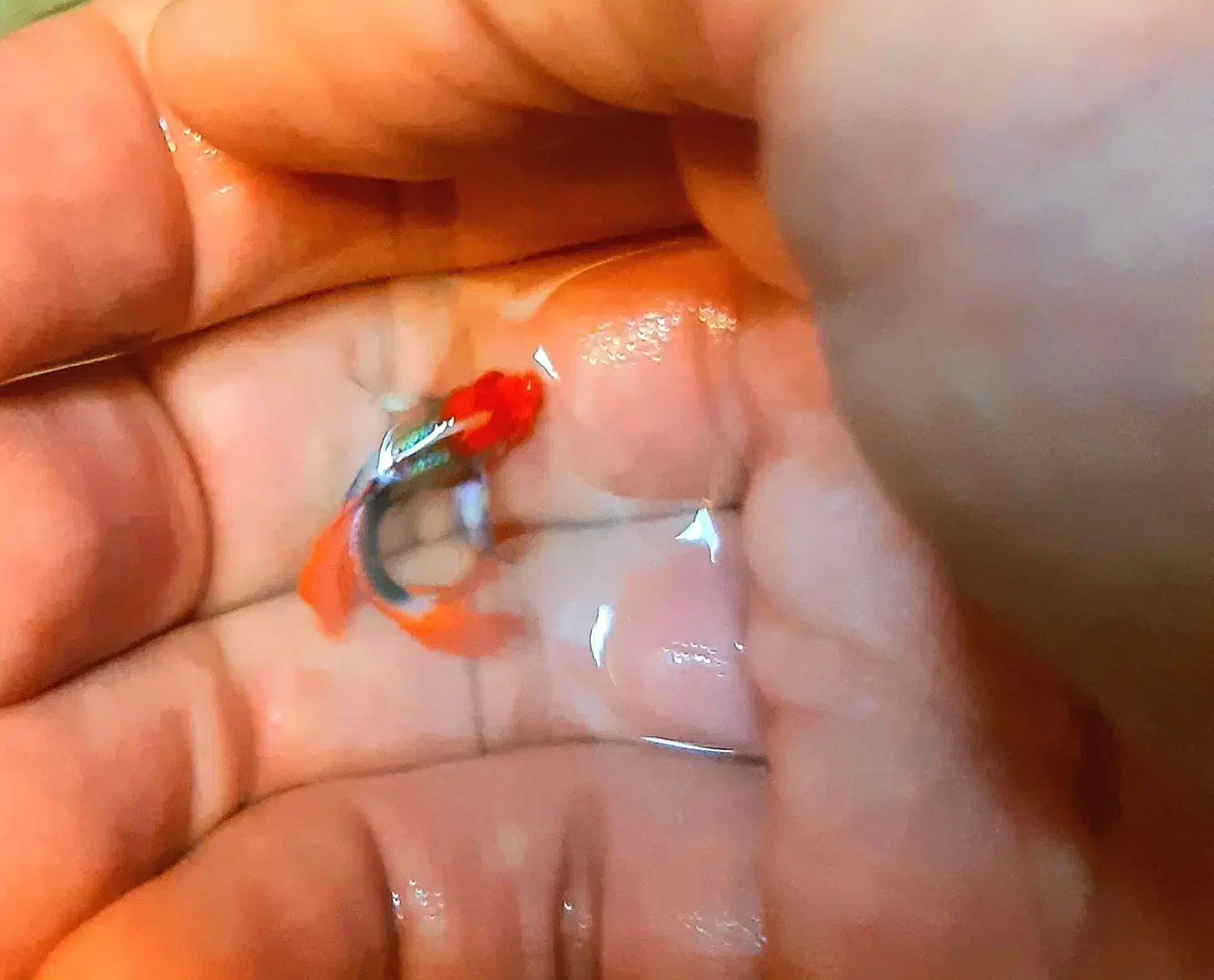 گوپی نژاد دامبو گرید A|ماهی|اصفهان, جلفا|دیوار