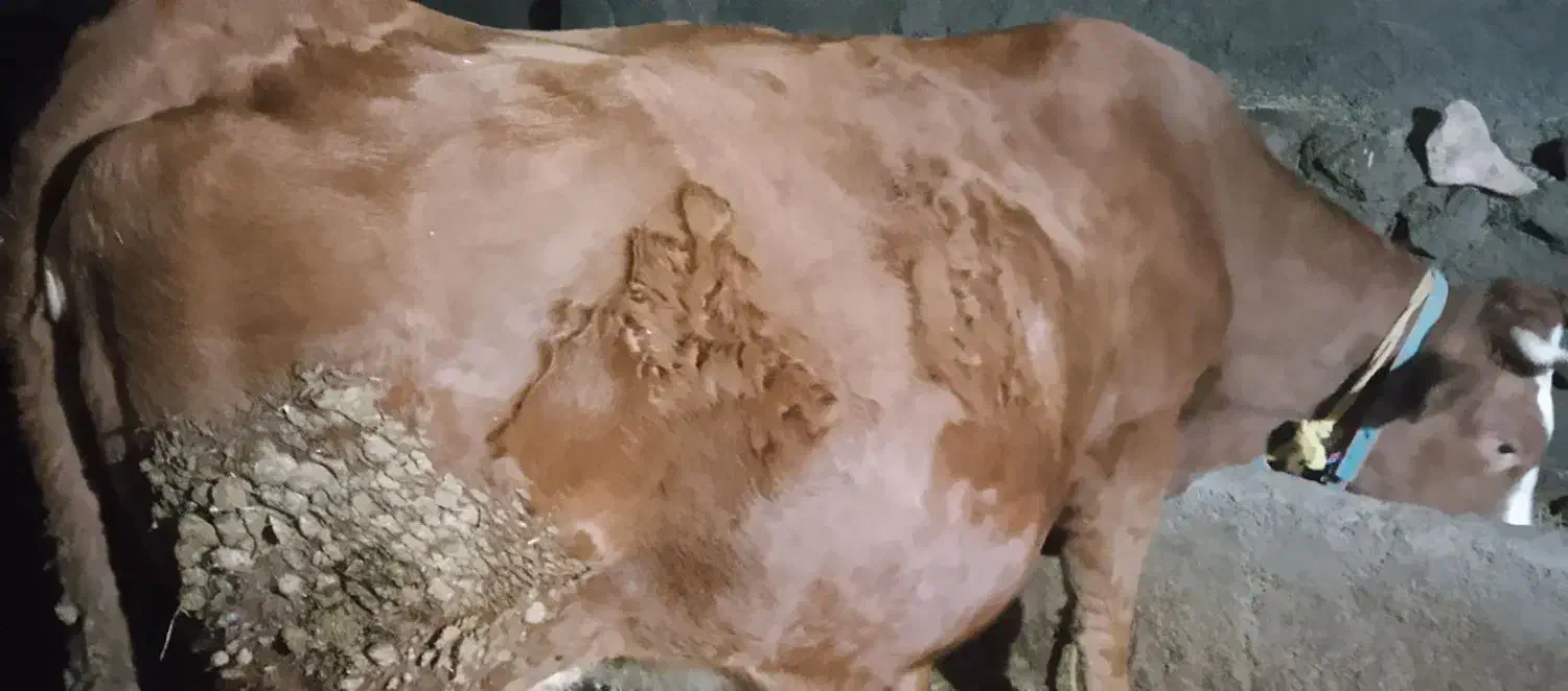 گاو|حیوانات مزرعه|ماهنشان, |دیوار