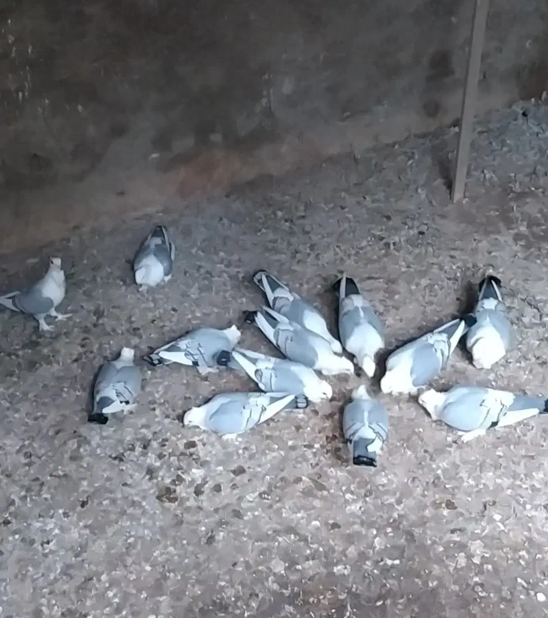 کبوتر پلژیکی|پرنده|قائم‌شهر, |دیوار