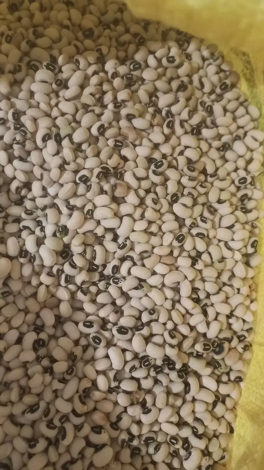 لوبیا چشم بلبلی لوببا پلویی|خوردنی و آشامیدنی|دره شهر, |دیوار