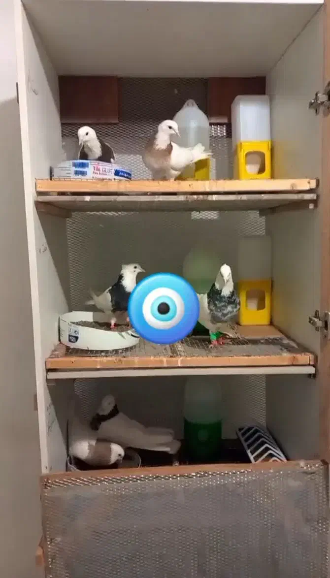 کبوتر جفت کن گنجه|پرنده|کرج, حصارک پایین|دیوار