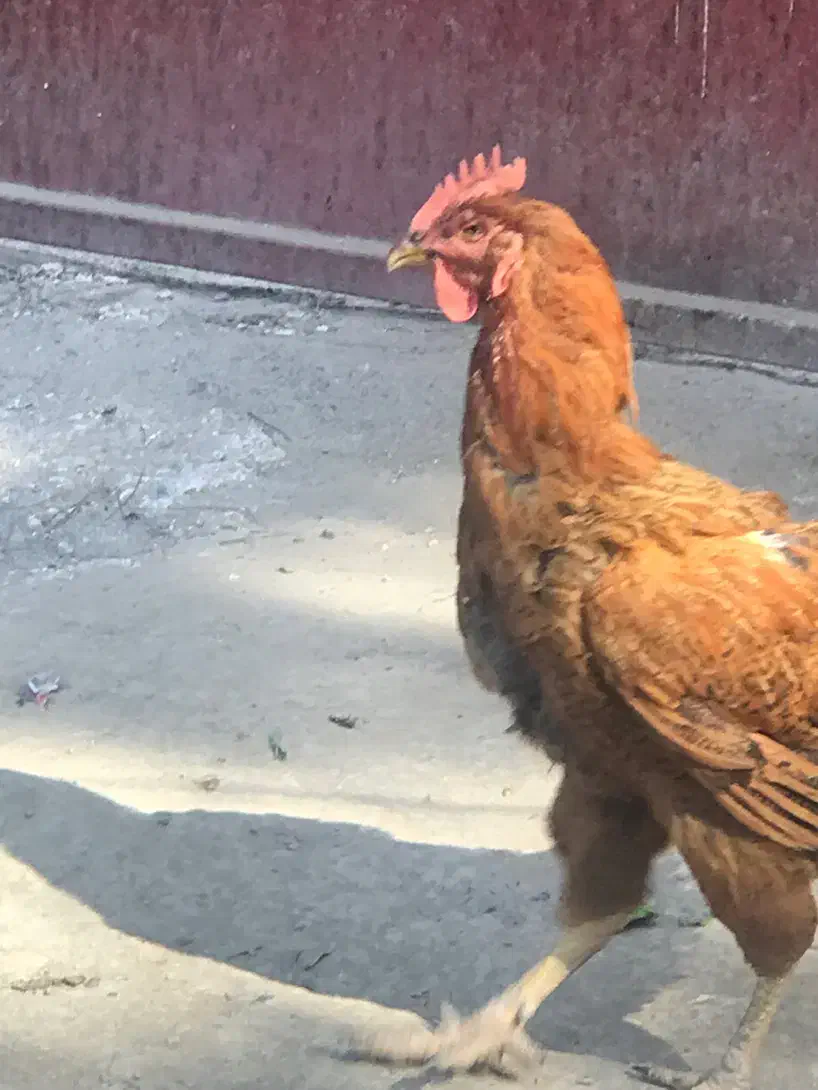 خروس و مرغ محلی / رسمی و اردک باغستان شهریار|حیوانات مزرعه|شهریار, شهریار|دیوار