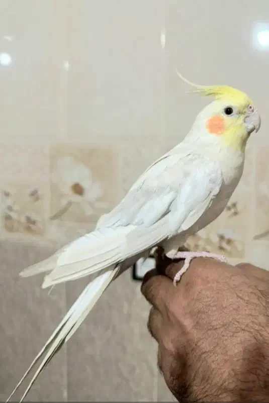 عروس هلندی سخنگو و دستی|پرنده|جم, |دیوار