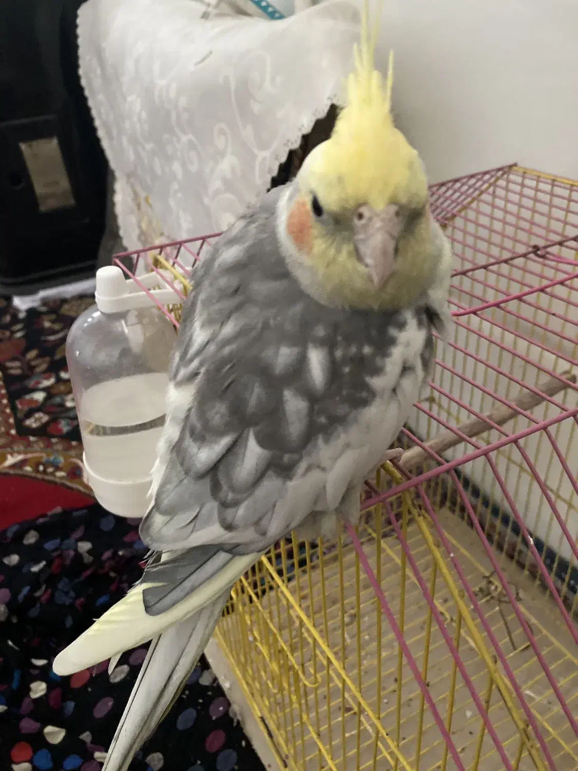 عروس هلندی|پرنده|یزد, |دیوار