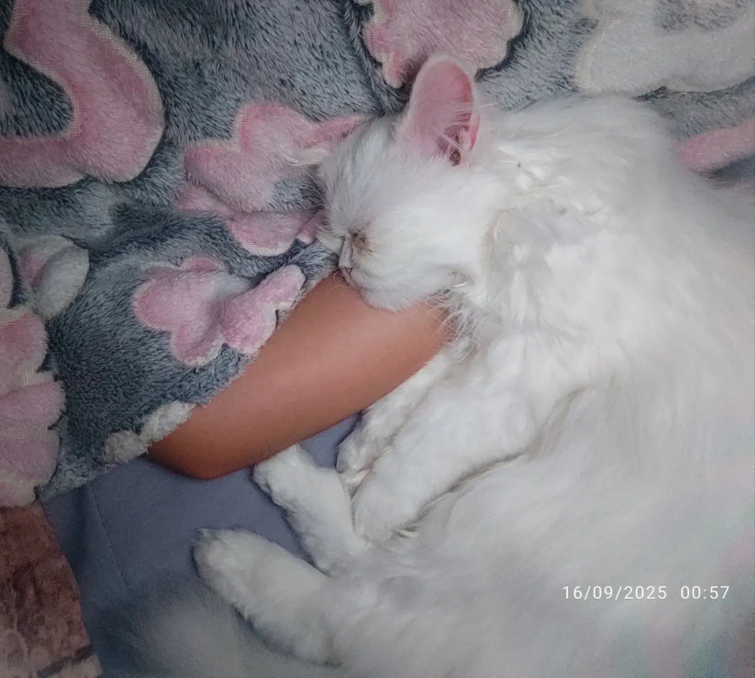 گربه|گربه|قم, حاج زینل|دیوار