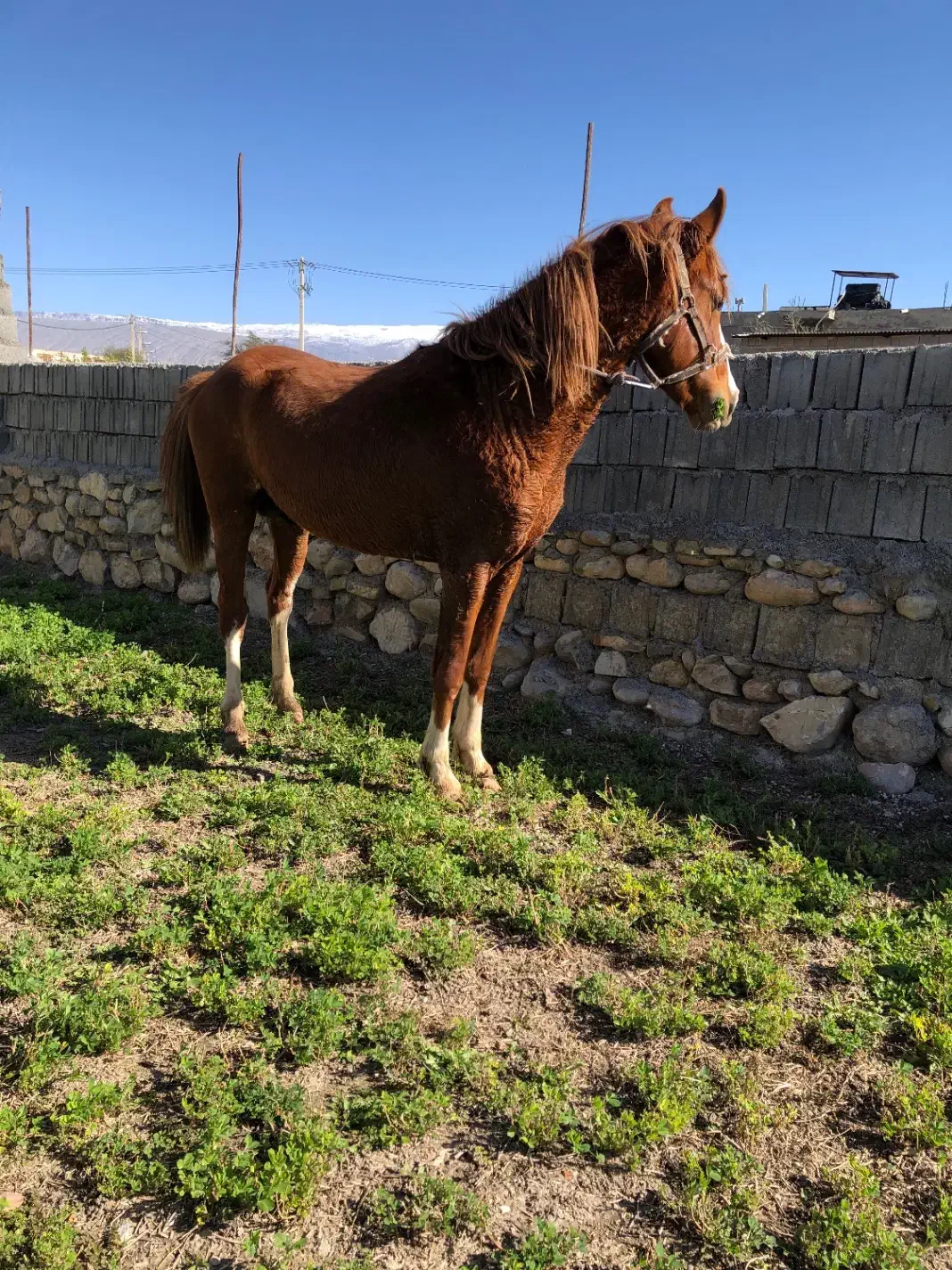 کره نریان ۵نشان|اسب و تجهیزات اسب‌سواری|دهدشت, |دیوار