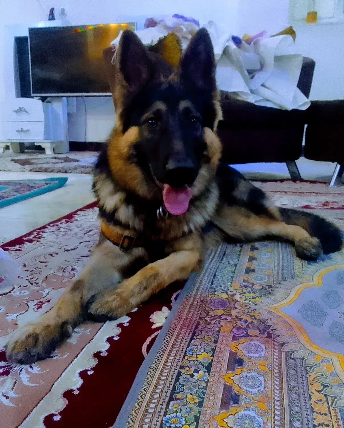 سگ ژرمن ورگینگ لاین|سگ|باوی, |دیوار