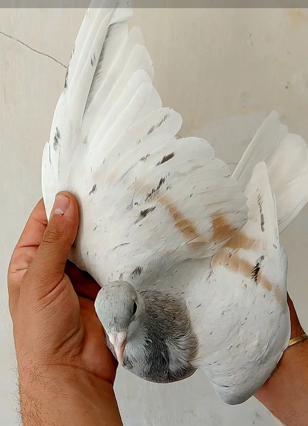 ساده|پرنده|تربت‌حیدریه, حسنی بالا|دیوار