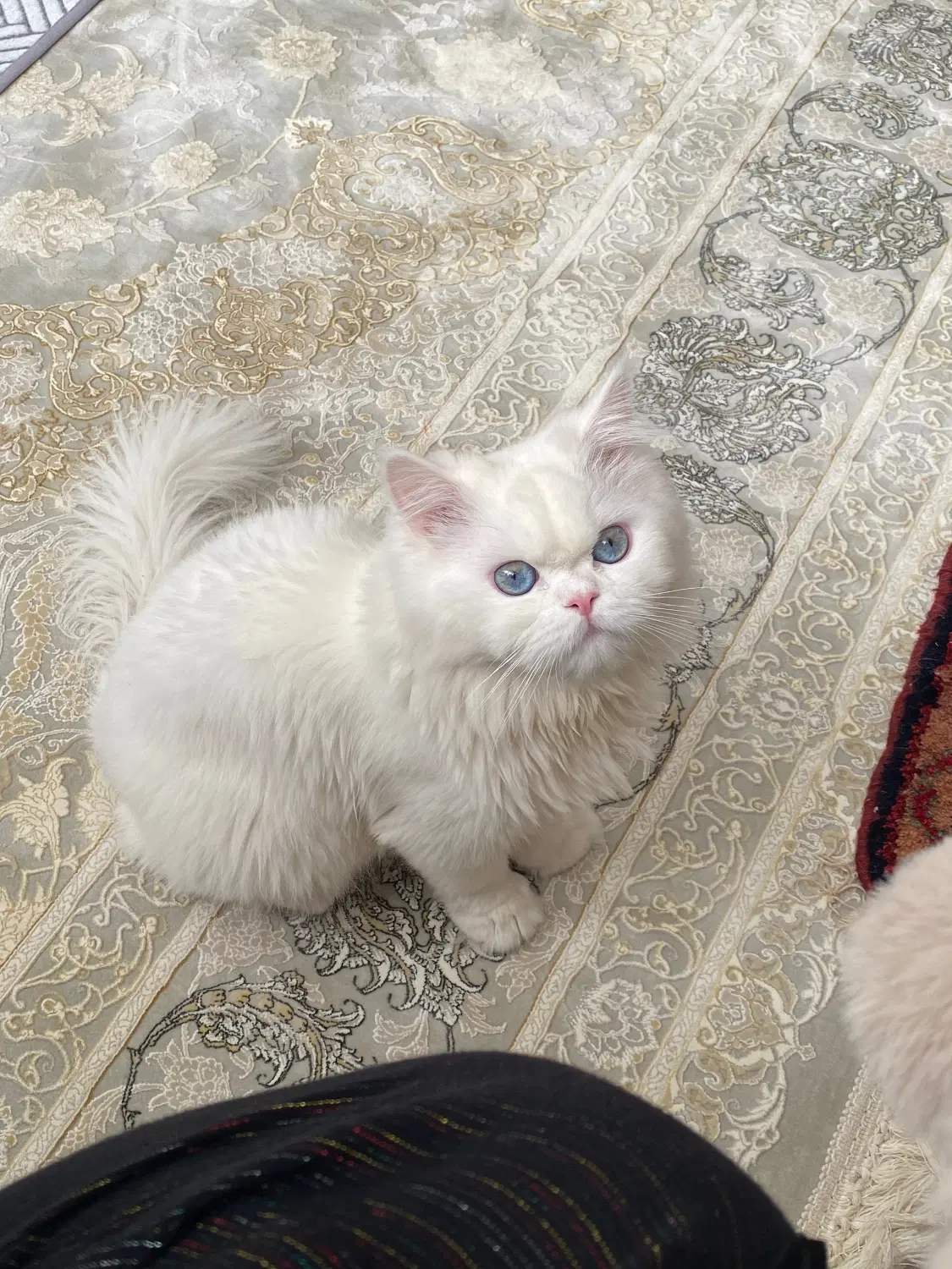 گربه|گربه|جوانرود, |دیوار