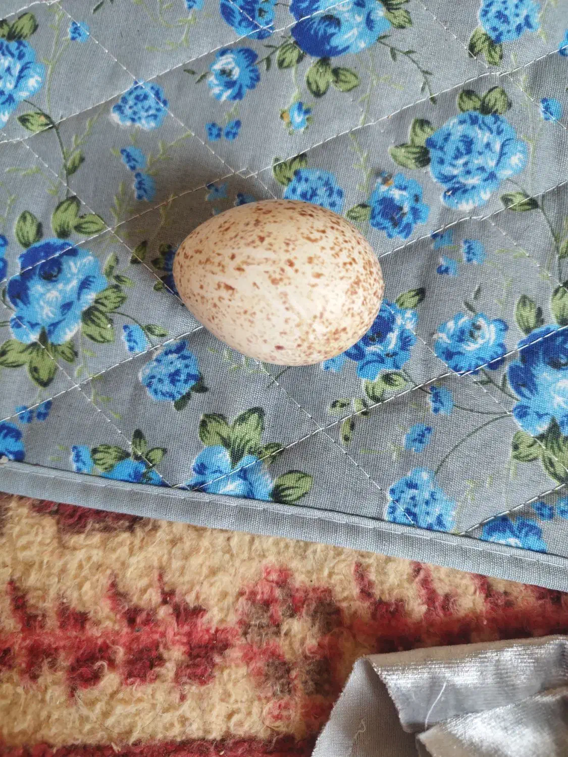 تخم مرغ نطفه داربوقلمو وتخم مرغ محلی|خوردنی و آشامیدنی|بجنورد, |دیوار