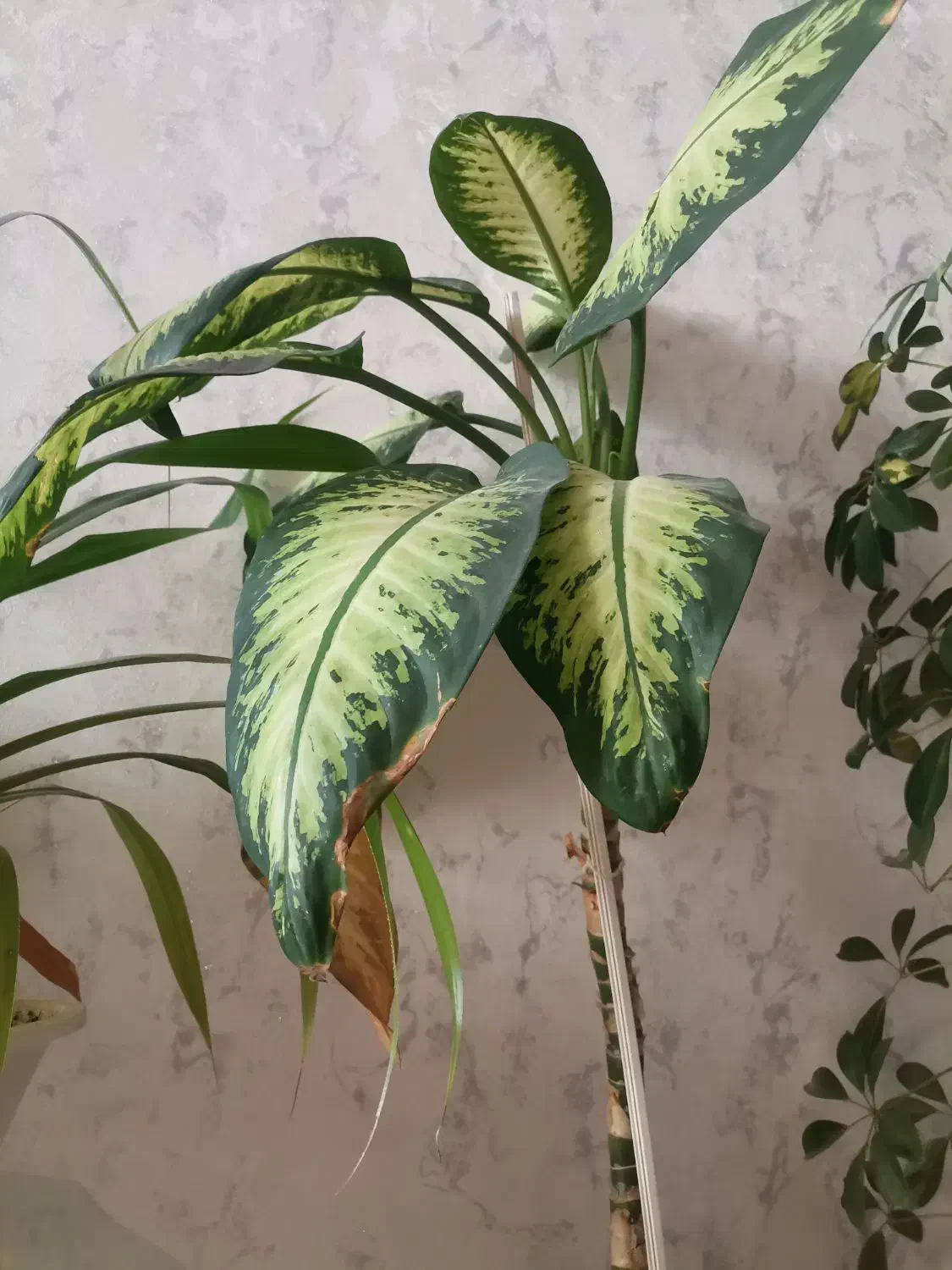 گل طبیعی|گل و گیاه طبیعی|اهر, |دیوار