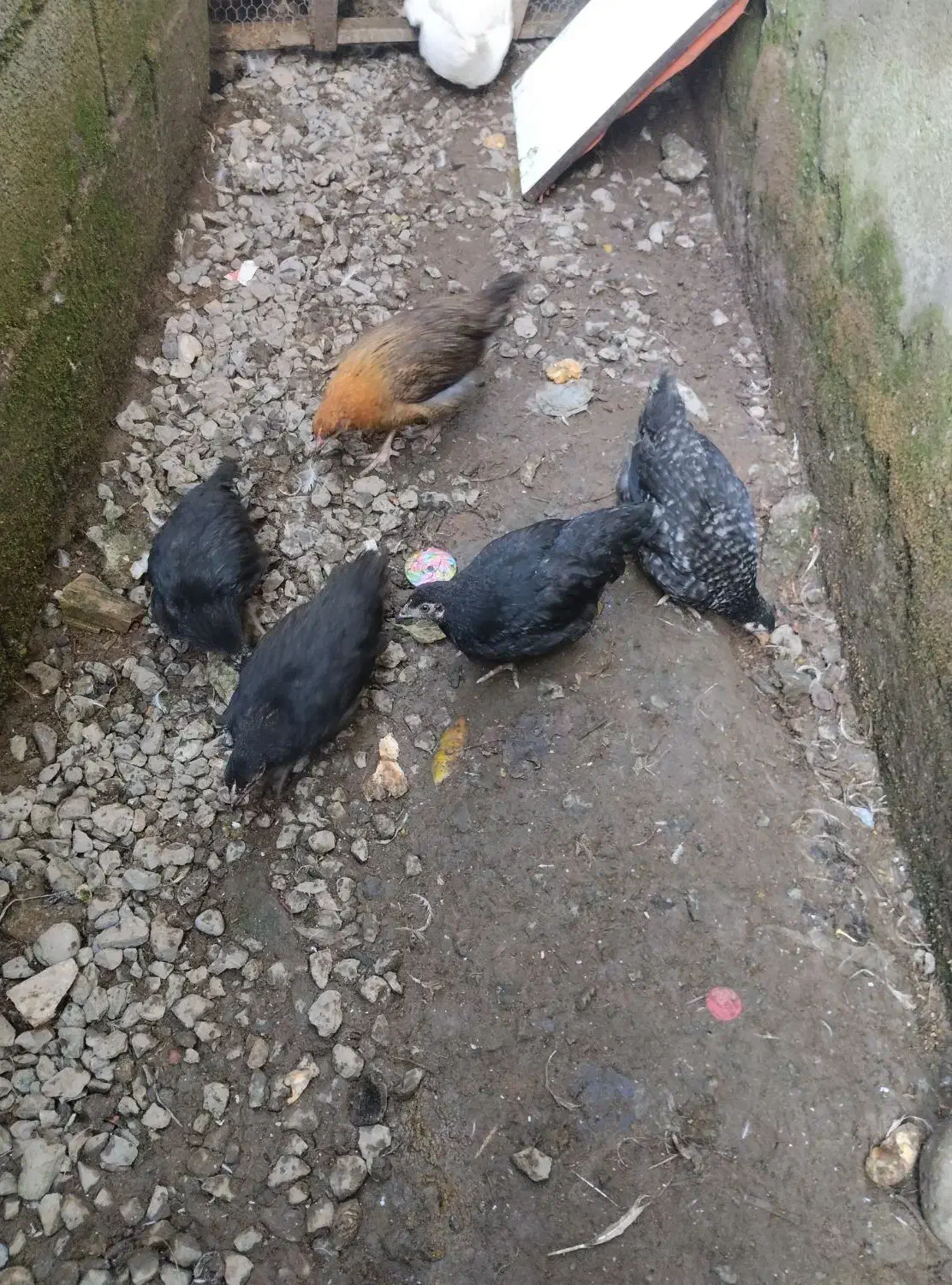 مرغ و خروس بزرگ و اردک|حیوانات مزرعه|آمل, |دیوار