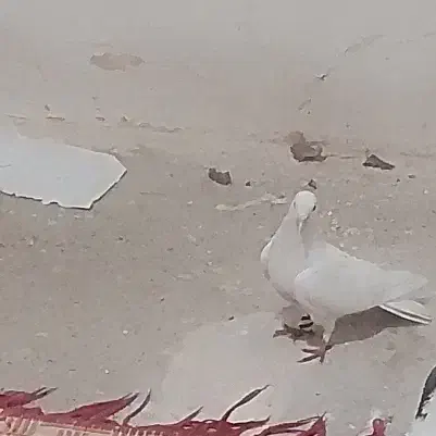 دمگیر سفید نر دولا|پرنده|اصفهان, خوراسگان|دیوار