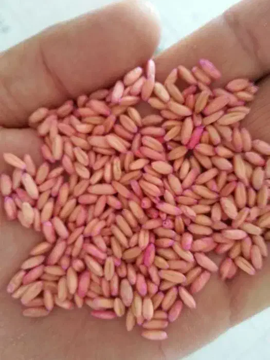 گندم بذری  دیم  درجه ۱|خدمات باغبانی و درختکاری|خرم‌آباد, |دیوار