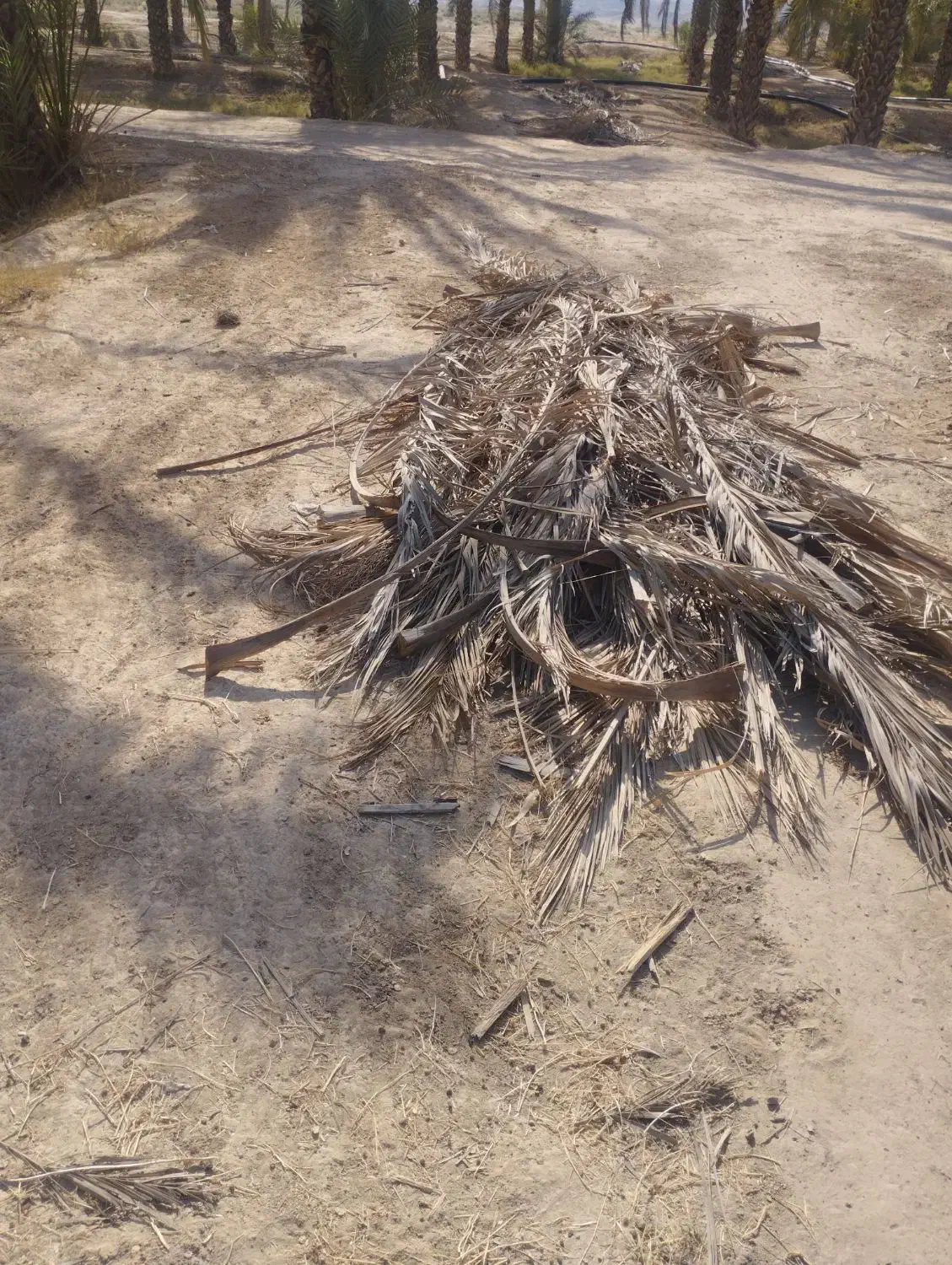 پیش نخل|گل و گیاه طبیعی|وحدتیه, |دیوار