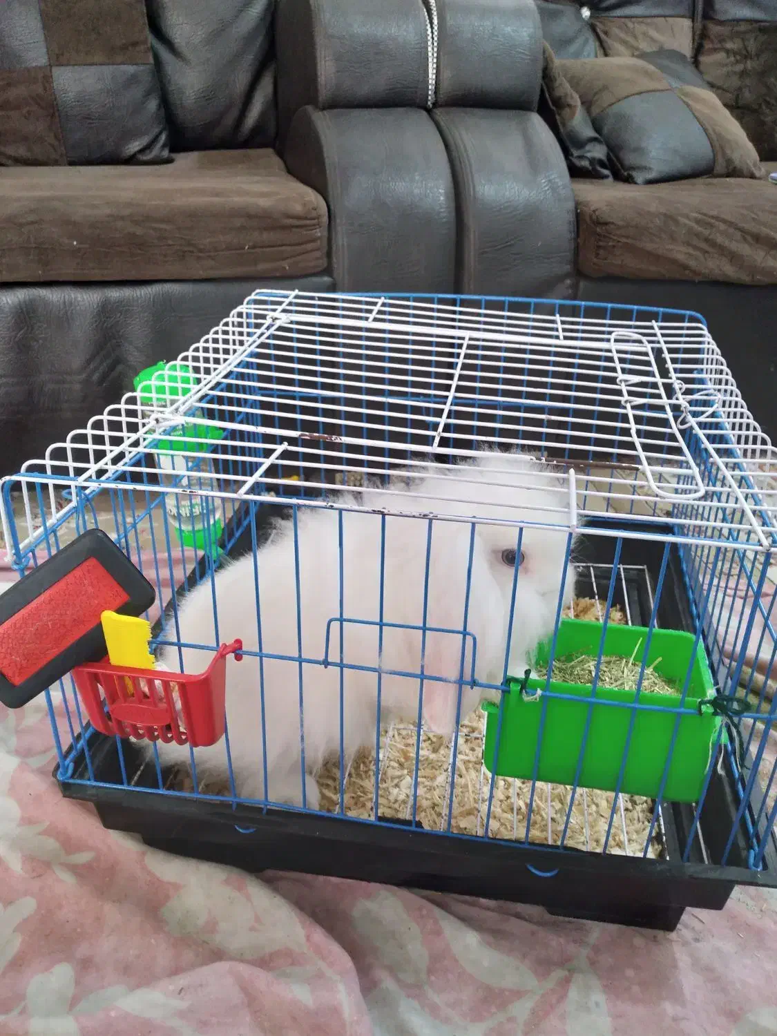 خرگوش لوپ|موش و خرگوش|آمل, |دیوار