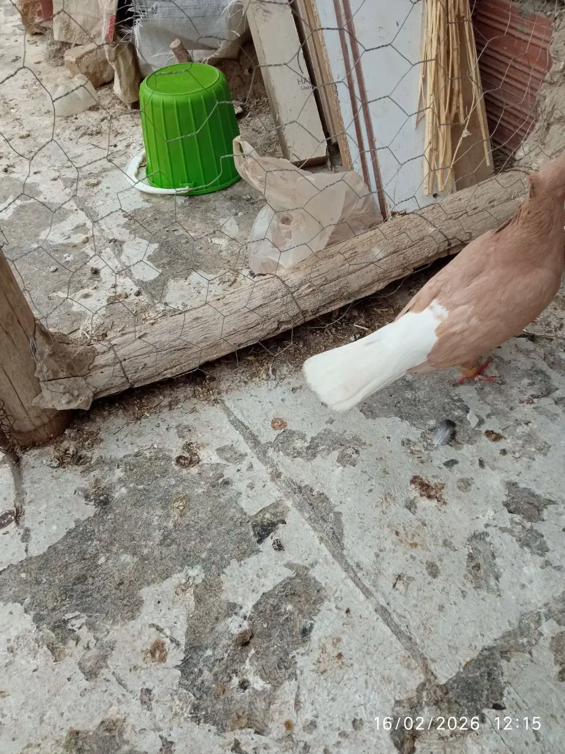 کبوتر|پرنده|شیروان (خراسان), |دیوار