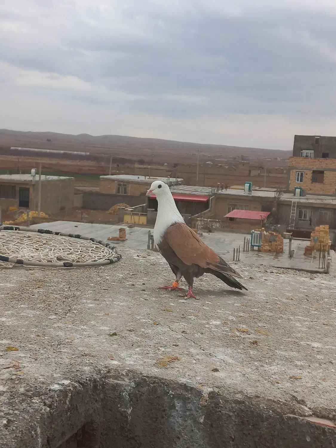 کفتر|پرنده|اسفراین, |دیوار