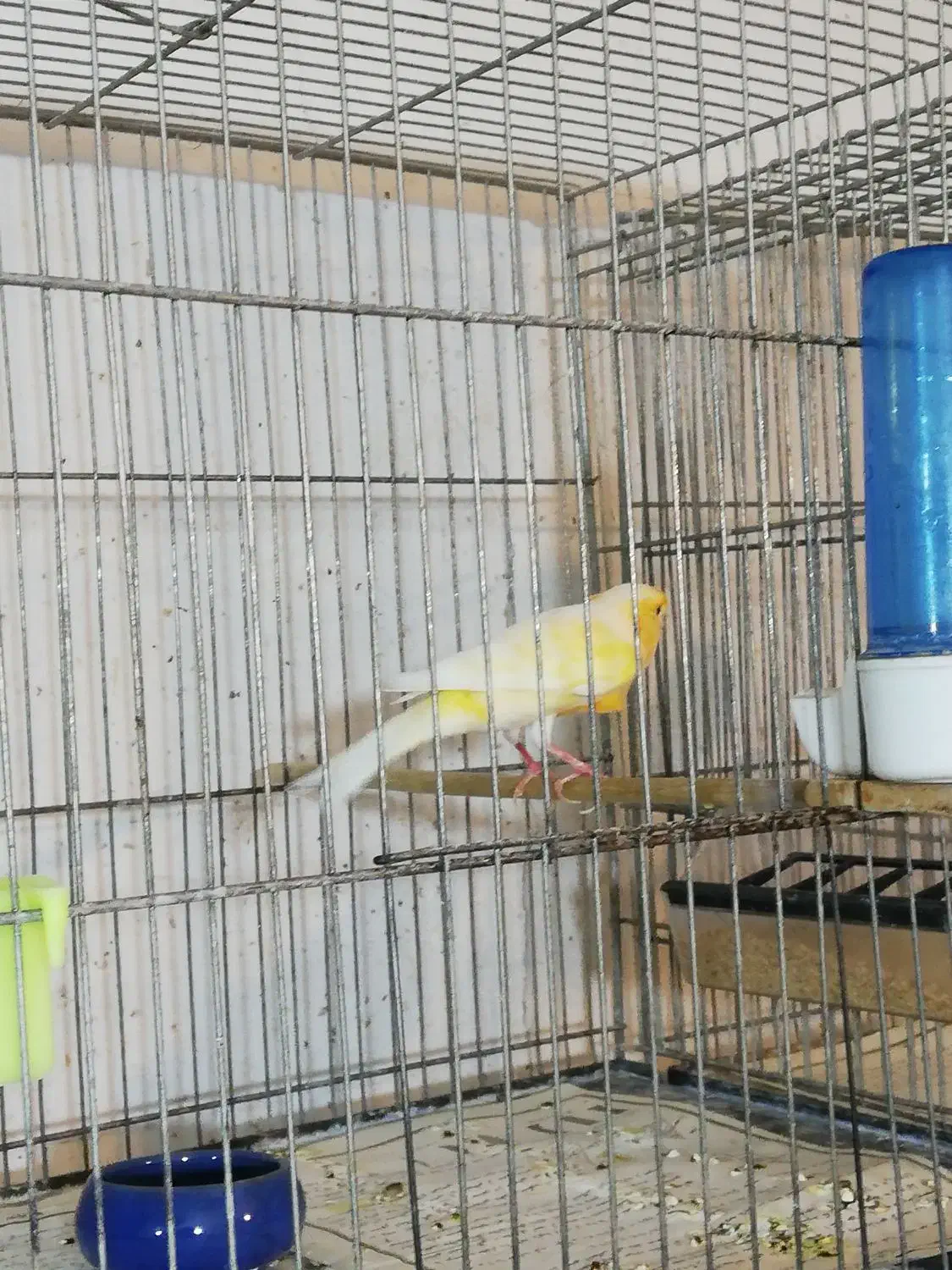 ماده|پرنده|بجنورد, |دیوار