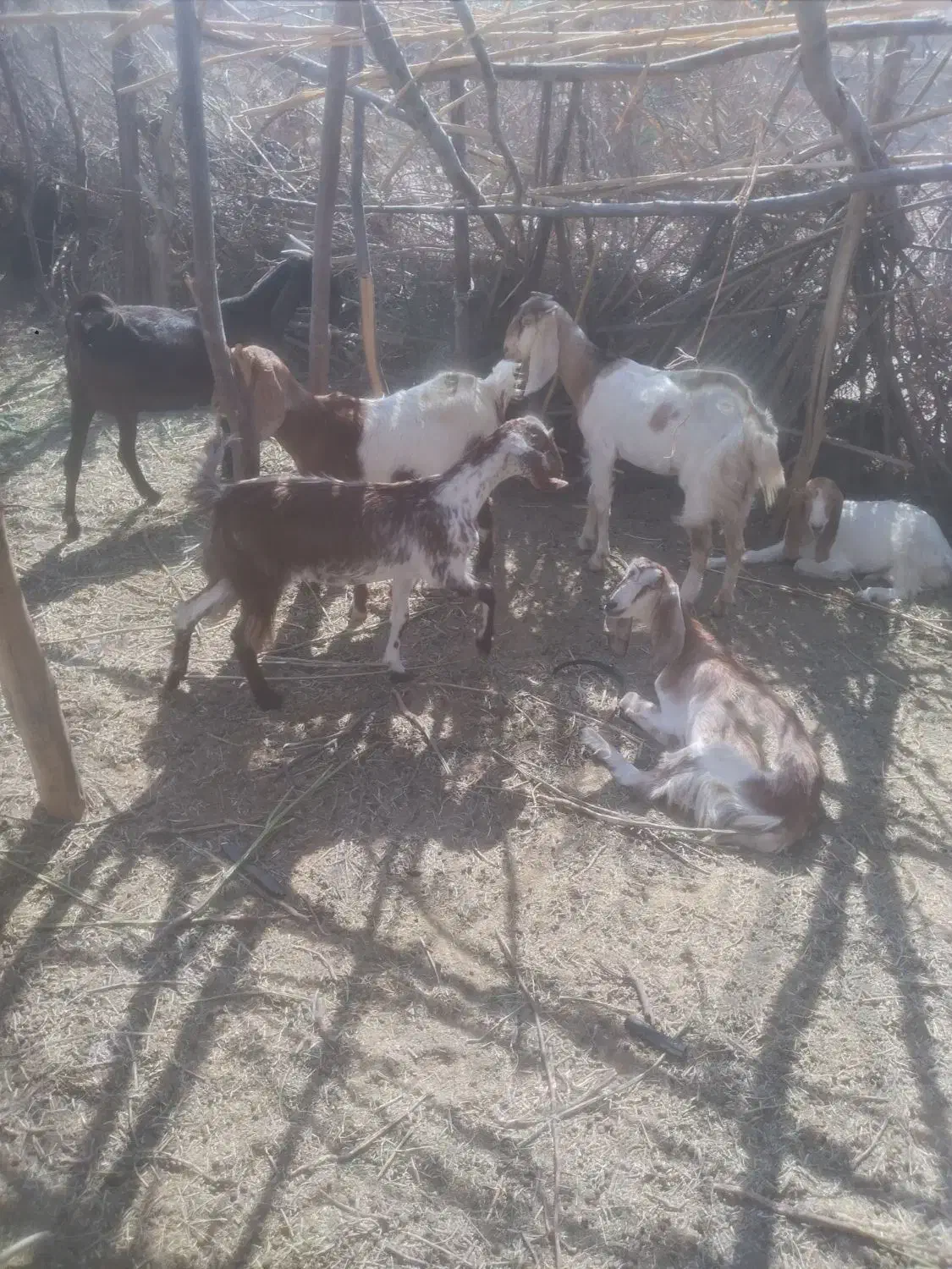 فروشی|حیوانات مزرعه|کهنوج, |دیوار