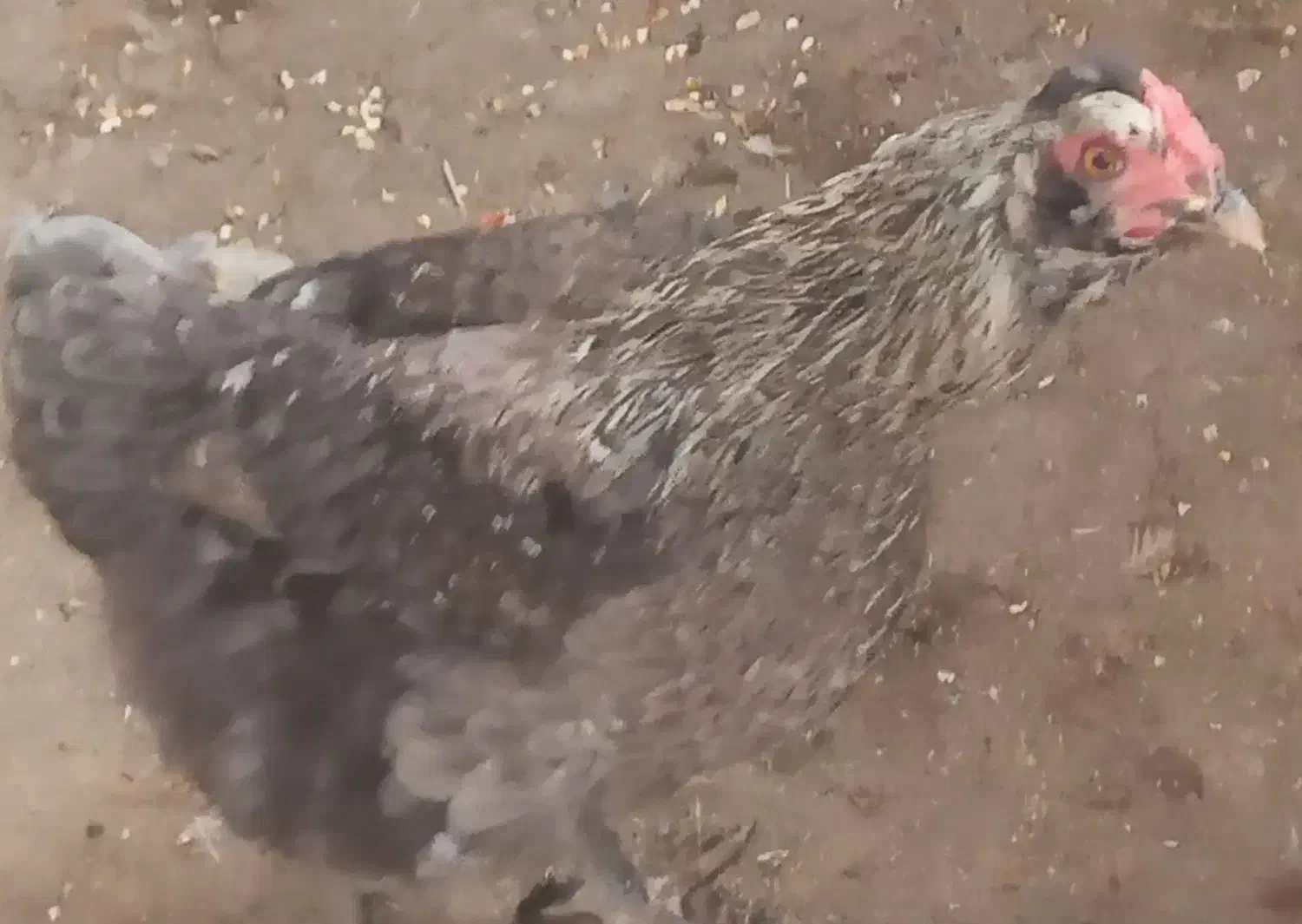 مرغ گلین|حیوانات مزرعه|فریدونکنار, |دیوار