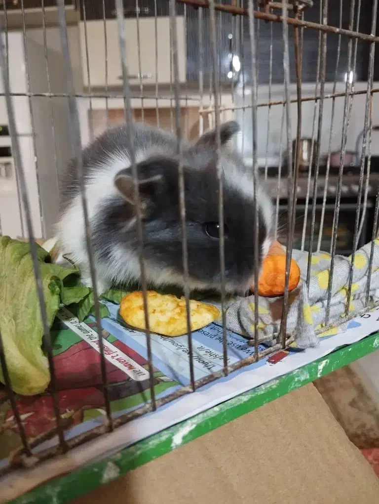 حیوانات|موش و خرگوش|تبریز, |دیوار