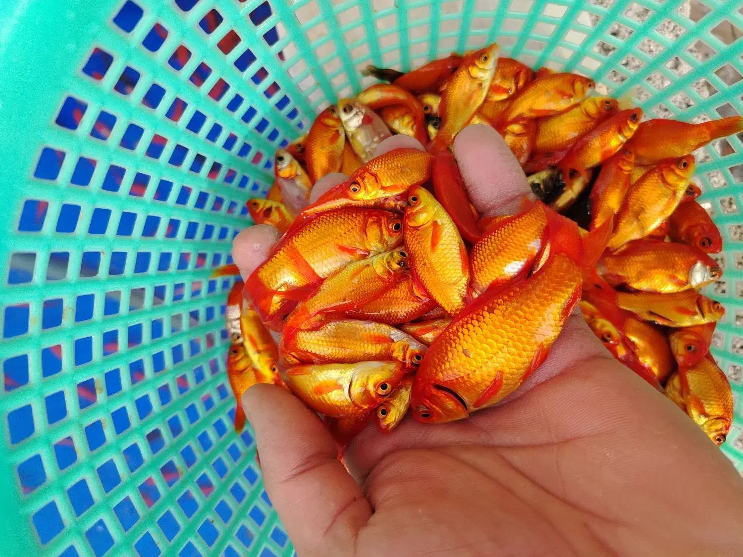 ماهی قرمز مخلوط شب عید|ماهی|نجفآباد, فاز ۲ شهرک آزادگان|دیوار