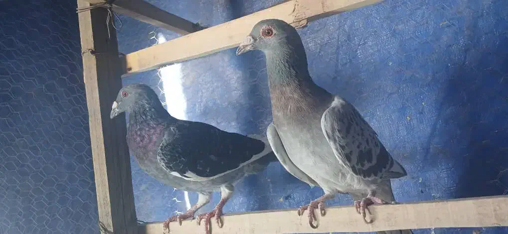 کفتر آلمانی نرو ماده|پرنده|اسلام‌شهر, ملک‌آباد|دیوار