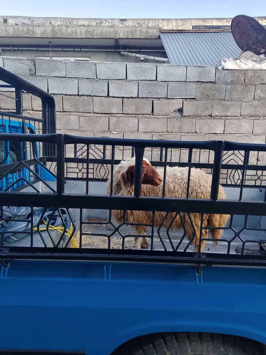 بره|حیوانات مزرعه|گوآور, |دیوار