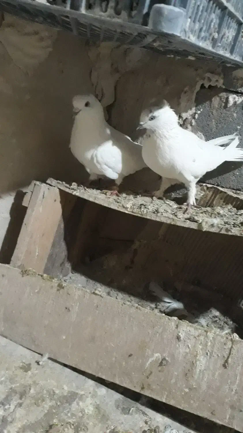 یه جفت کفتر نر و ماده|پرنده|کبودرآهنگ, |دیوار