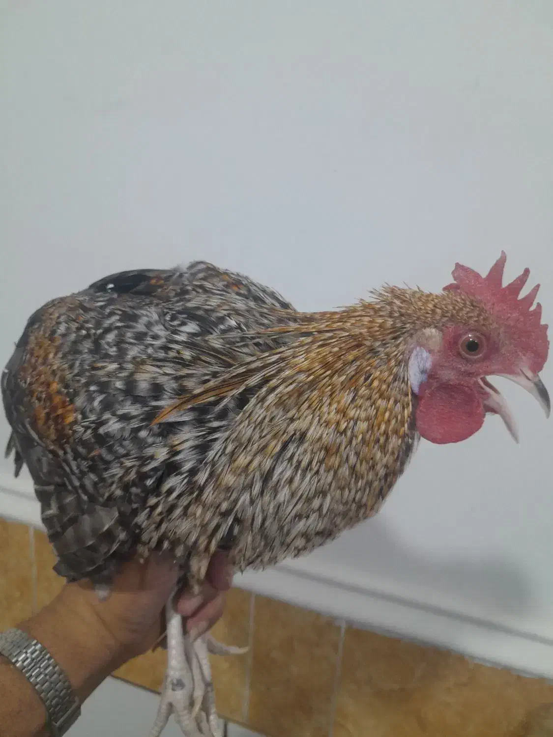 خروس محلی اصل|حیوانات مزرعه|امیدیه, |دیوار