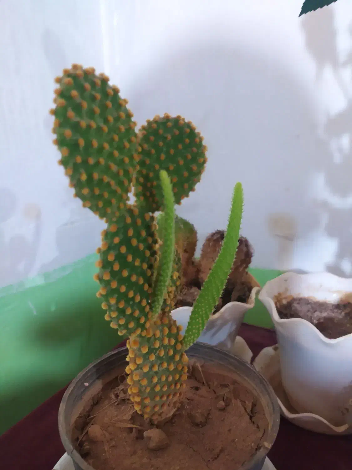 بازی در آمد واقعی|اسباب‌‌بازی|اردبیل, |دیوار