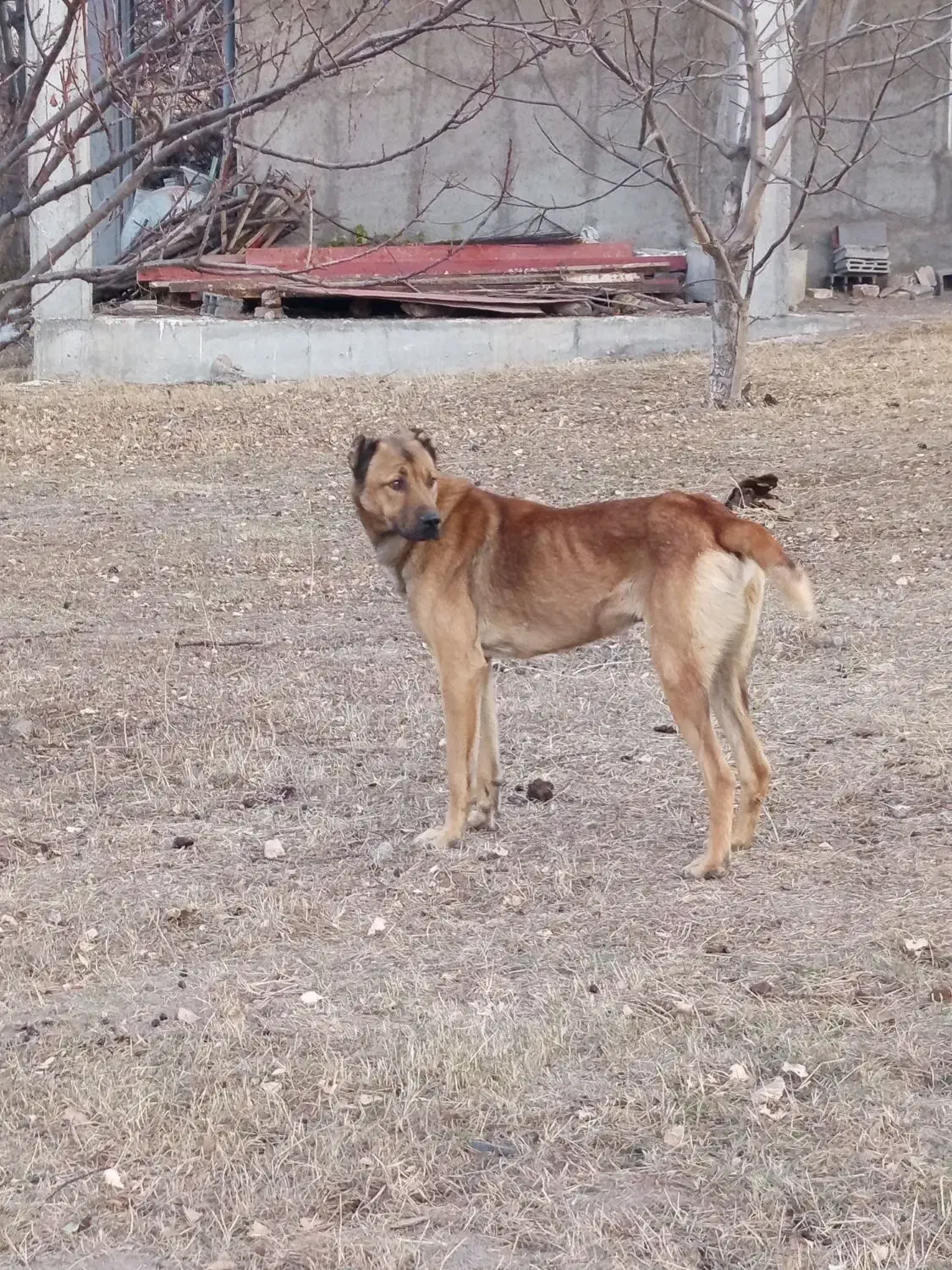 سرابی نر یک ساله|سگ|کوراییم, |دیوار
