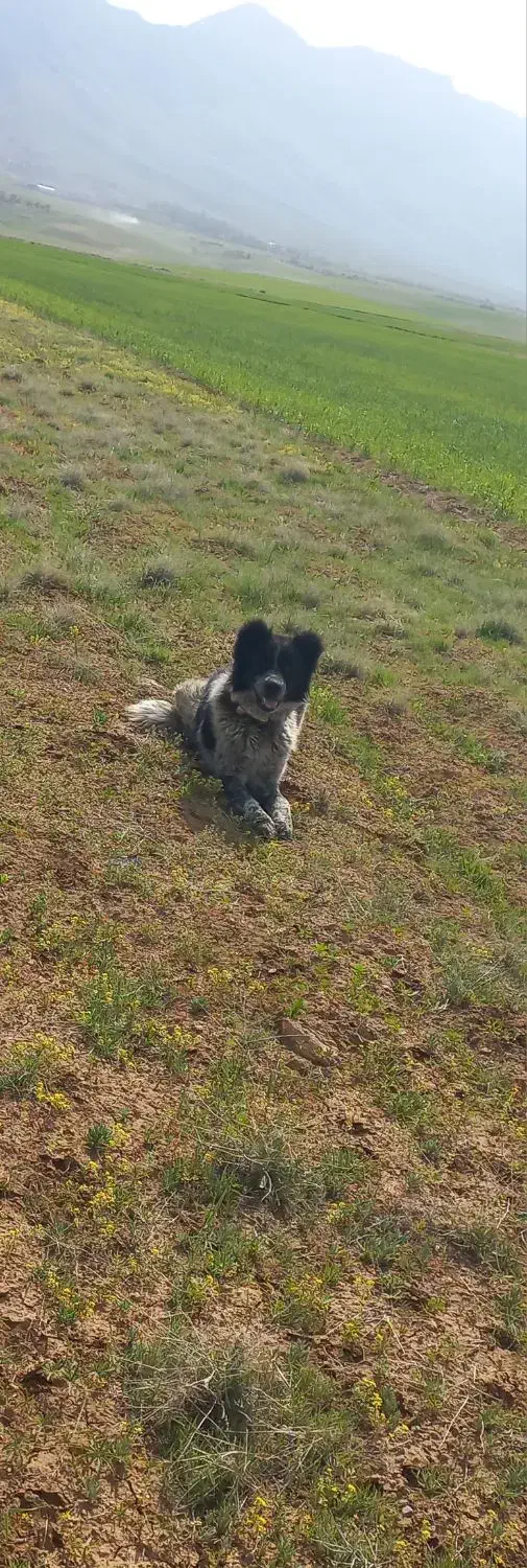 سگ گله به شرط|سگ|شازند, |دیوار