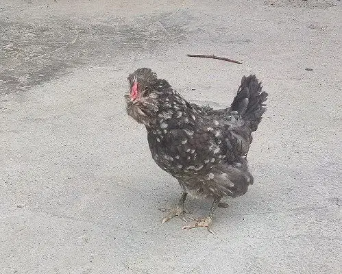 تخم مرغ نطفه دار گلین|حیوانات مزرعه|چهارباغ, |دیوار