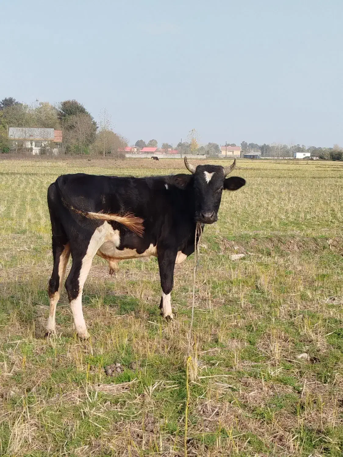 گوساله نر|حیوانات مزرعه|لاهیجان, لفمجان|دیوار