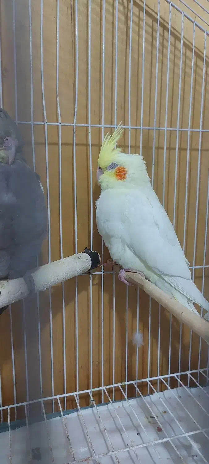 جوجه عروس هلندی دو ماهه|پرنده|تهران, مسعودیه|دیوار