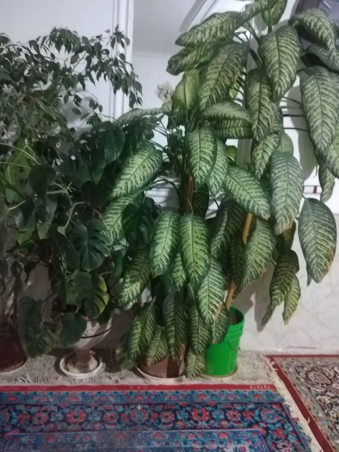 گل طبیعی|گل و گیاه طبیعی|میان جلگه, |دیوار