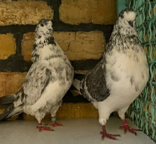 جفت های . ساعت بالا . گرو دولاب . عتیقه|پرنده|تهران, نیروی هوایی (پیروزی)|دیوار