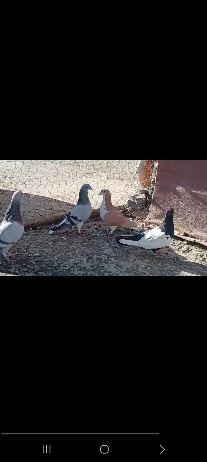 کبوتر|پرنده|کازرون, |دیوار