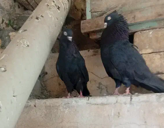 یه جفت کبوتر زاغ|پرنده|سمیرم, |دیوار