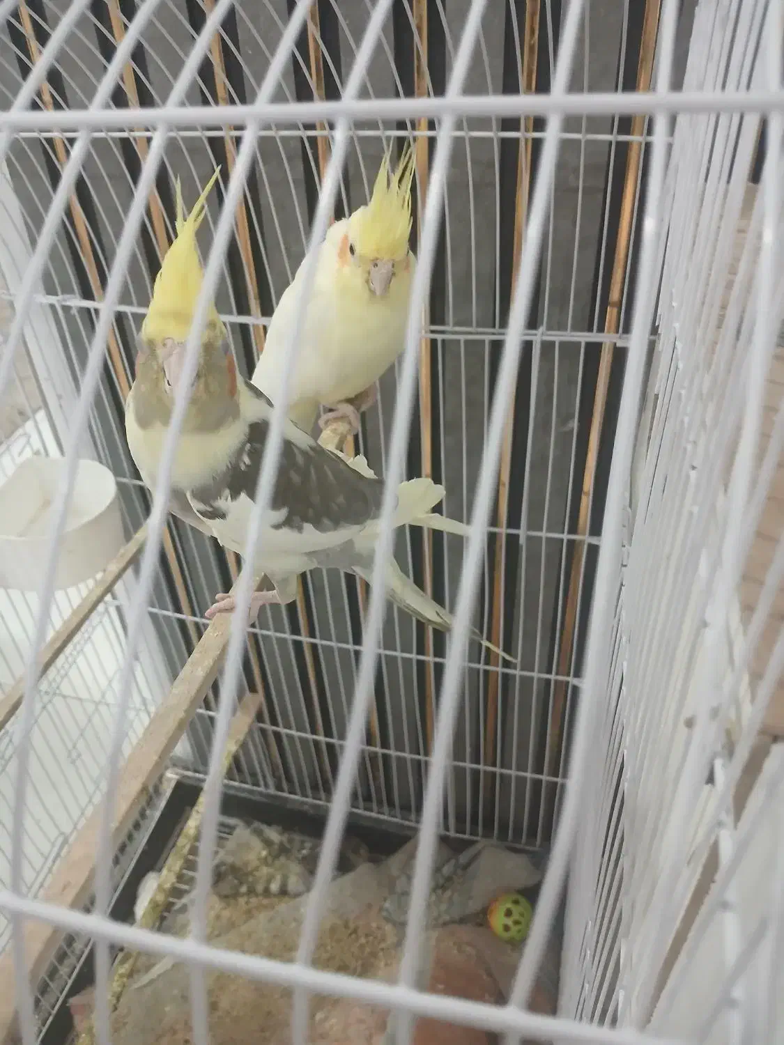 یک جفت عروس هلندی با دو جوجه و قفس بزرگ و نو|پرنده|تربت جام, جامی|دیوار