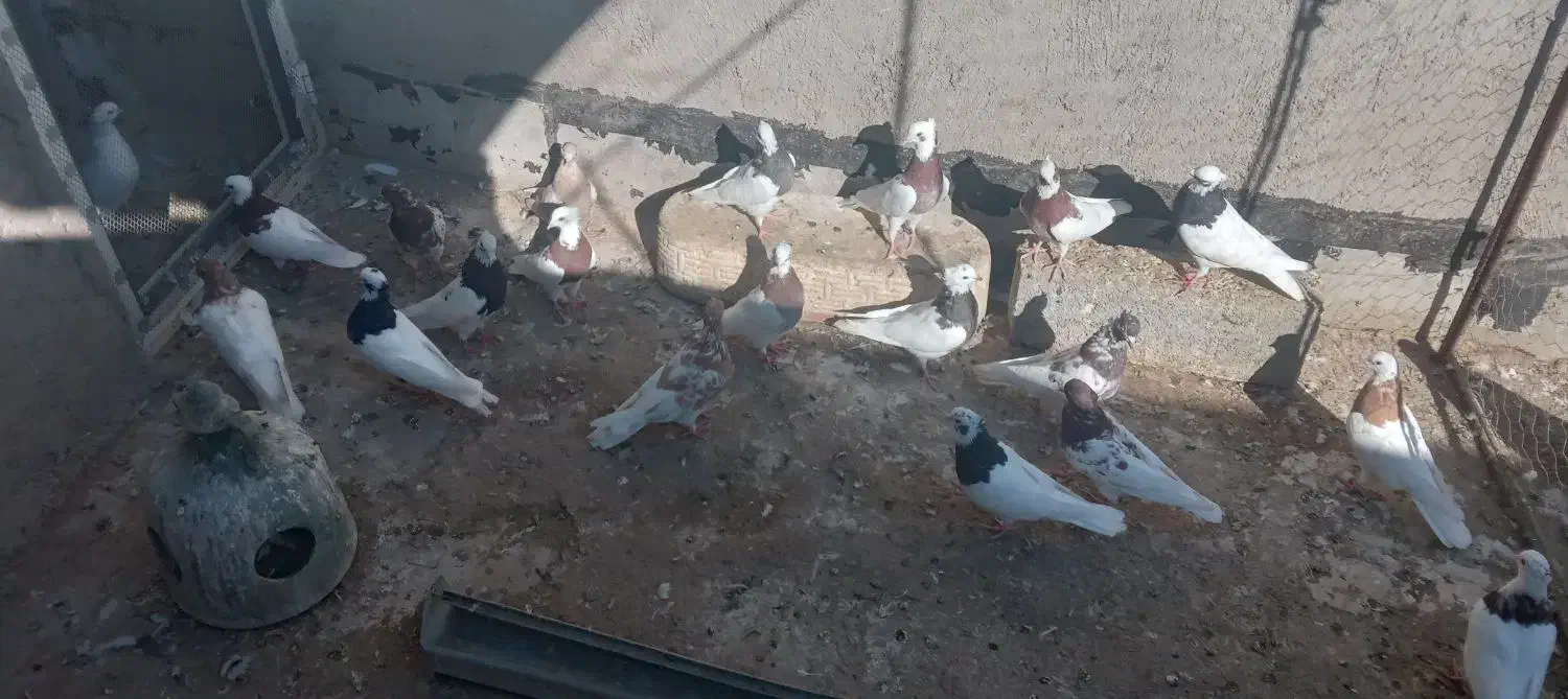 ۴۰ عدد کبوتر طوقی کاکلی|پرنده|عجب شیر, |دیوار