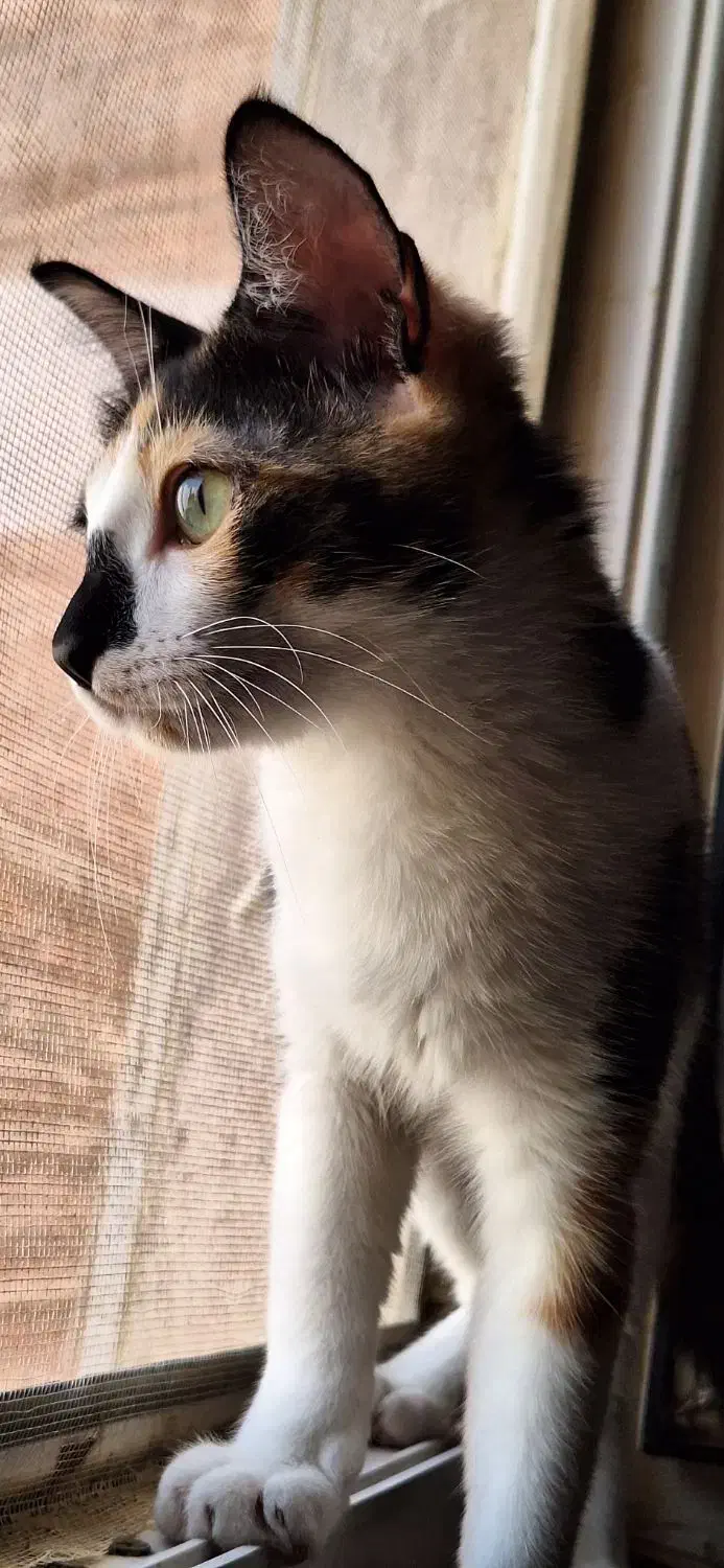 واگذاری گربه|گربه|بندر ماهشهر, |دیوار