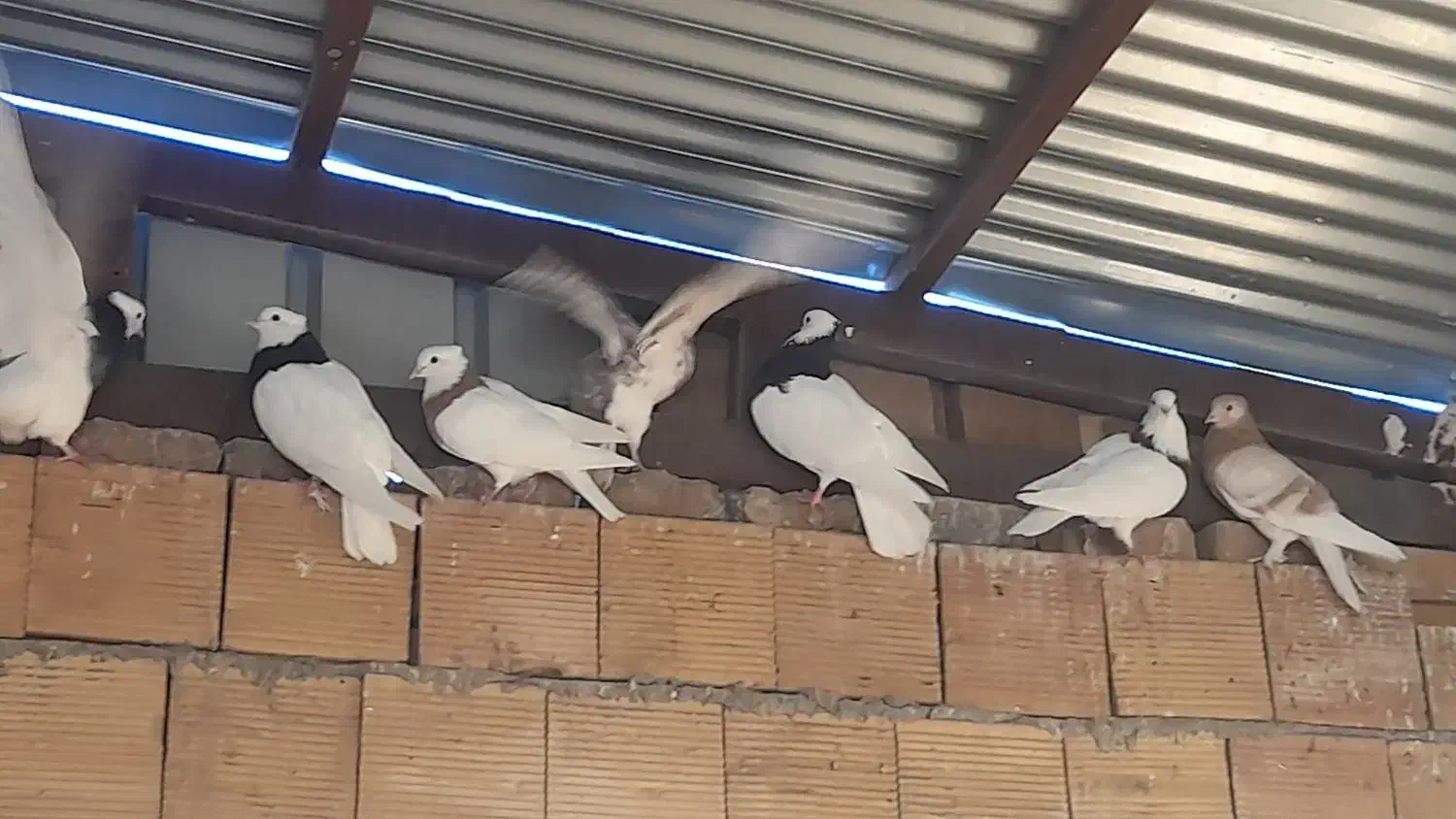 کبوتر  یا سیره|پرنده|گوآور, |دیوار