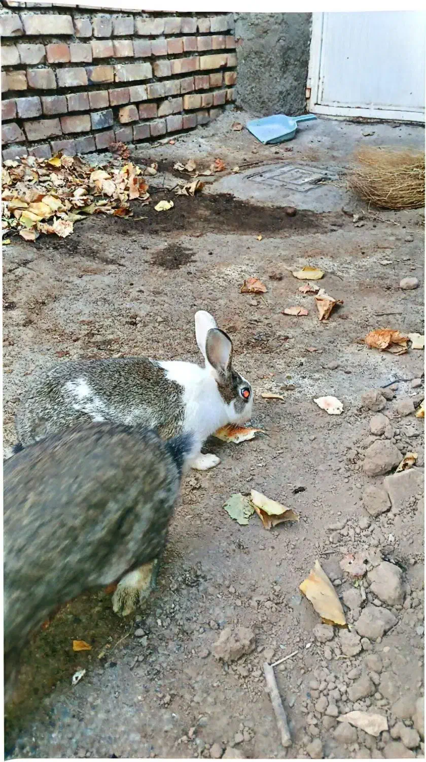 یک جفت خرگوش بازیگوش|موش و خرگوش|شوط, |دیوار