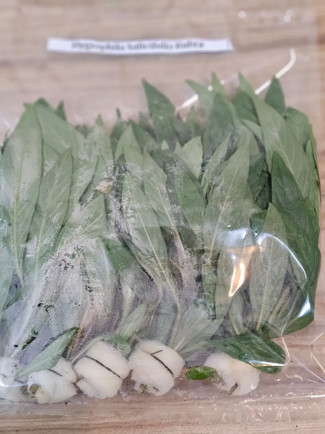 گیاه زینتی آکواریم|ماهی|بابل, |دیوار