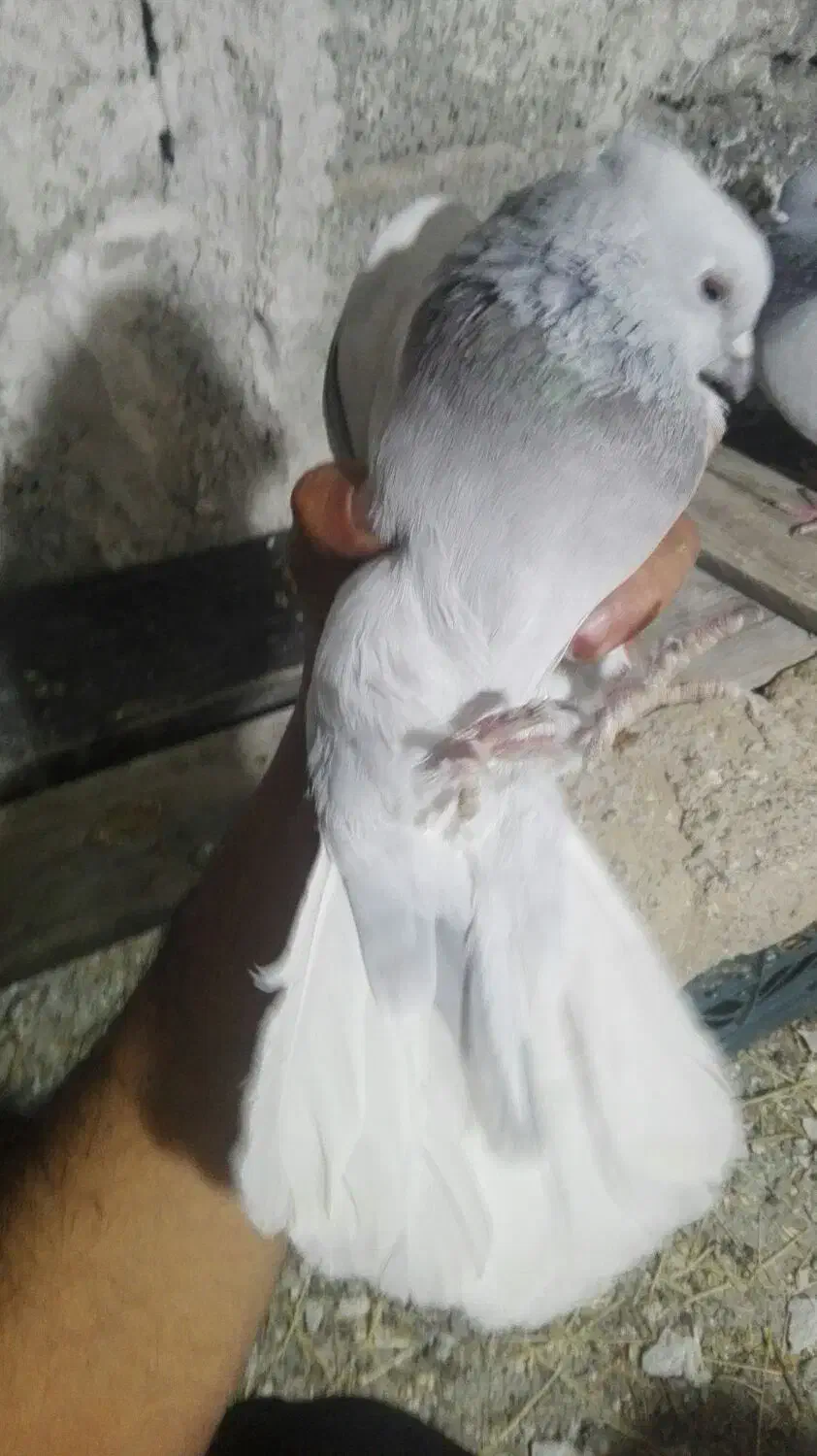 کبوتر|پرنده|مرودشت, نقش رستم|دیوار