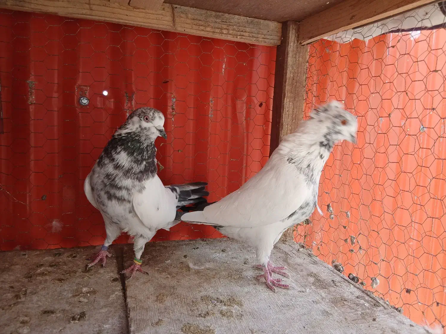 کفتر ناب کاشان|پرنده|تهران, افسریه شمالی|دیوار