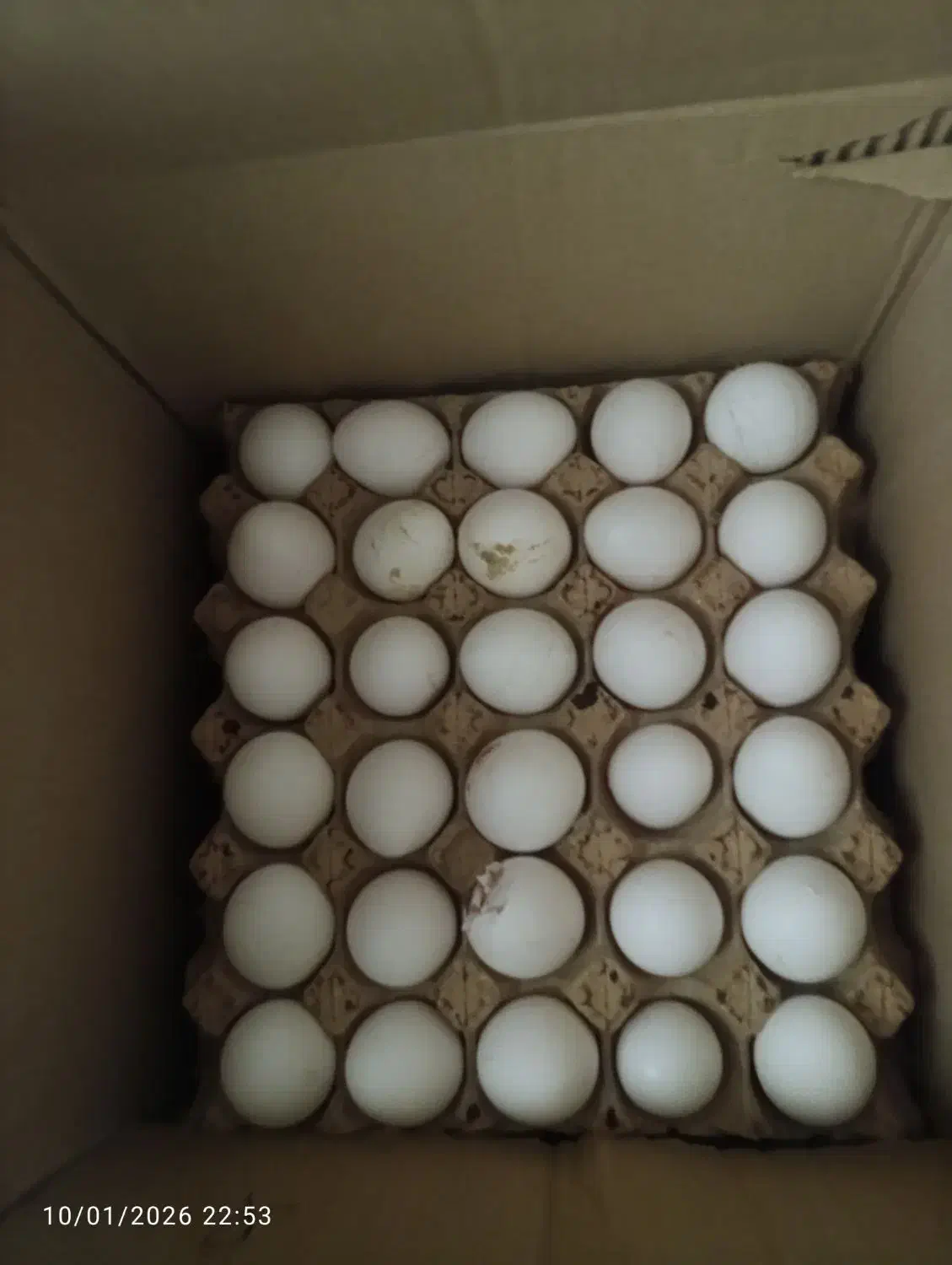 تخم مرغ شونه ای ۲۵۰|خوردنی و آشامیدنی|قم, پردیسان|دیوار